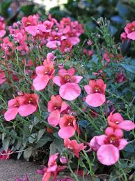 The Diascia 'Little Dancer' in a 6" pot showcases its vibrant pink blooms set against a rich tapestry of green foliage.