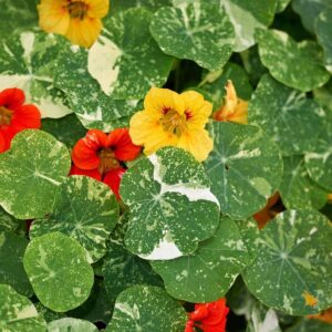 The Nasturtium 'Alaska' in a 4" pot features bright yellow and orange flowers with variegated green leaves, making it ideal for your Alaska garden.