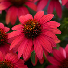 Close-up of the vibrant red Echinacea 'Sombrero® Baja' Coneflower from a 6" pot, featuring dark centers, in a garden setting.