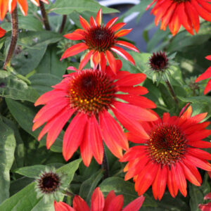 The Echinacea 'Sombrero® Sangrita' Coneflower available in a 6" pot features vibrant red blooms with spiky centers and lush green leaves, making these coneflowers a standout in any garden.