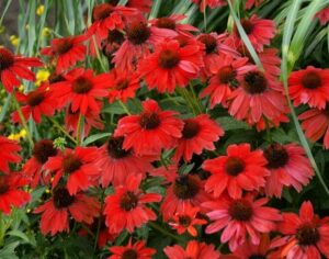 Vibrant red Echinacea 'Sombrero® Salsa' flowers, featuring dark centers, are accompanied by lush green foliage.