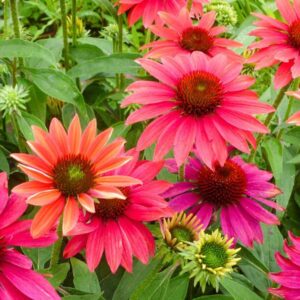 Close-up of Echinacea 'Sombrero® Tres Amigo' Coneflowers in vibrant pink and orange with dark centers, surrounded by lush green foliage, in a 6'' pot.
