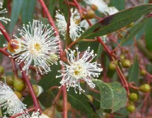 Close-up of Eucalyptus 'Candlebark' flowers with spiky white petals and green leaves, delicately arranged in a 10'' pot, surrounded by small round buds on vibrant red stems.