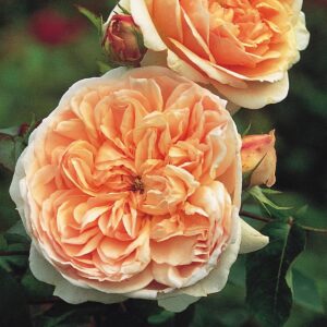 Close-up of two stunning blooms from the Rose 'Evelyn' Bush Form, showcasing their peach-colored, lush, layered petals, surrounded by green leaves and form-perfect unopened buds.