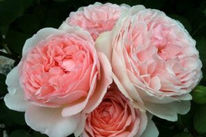 A close-up of the enchanting Rose 'Fairytale Magic' 3ft Standard showcases four blooming pink roses with lush petals and green leaves, capturing a whimsical beauty that delights the senses.