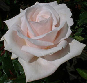 A close-up of the Rose 'Fairytale Queen' Bush Form showcases its pale pink petals elegantly contrasting with the dark green leaves surrounding it.