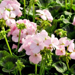 The Geranium 'Apache Appleblossom' in a 3" pot showcases charming pink flowers surrounded by lush green leaves, evoking a serene garden ambiance.