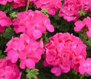 A close-up view of vibrant Geranium 'Apache Deep Rose' flowers in full bloom, with lush green leaves in a beautifully nestled 3" pot.