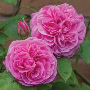 Two large, blooming pink roses with a rosebud and green leaves beautifully display the elegant form of a Rose 'Gertrude Jekyll' Bush against a blurred background.