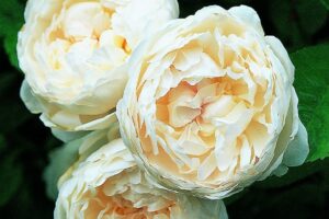 A close-up of three white 'Glamis Castle' rose blossoms showcases their elegance, resembling peony flowers, set against a lush background of green leaves.
