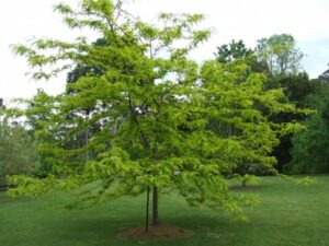 A Gleditsia 'Lime Gold' PBR 12'' Pot with spreading branches stands prominently on the grassy lawn, its lime gold leaves shimmering. Surrounded by other trees and plants, this green marvel echoes nature's intricate design in vivid detail.