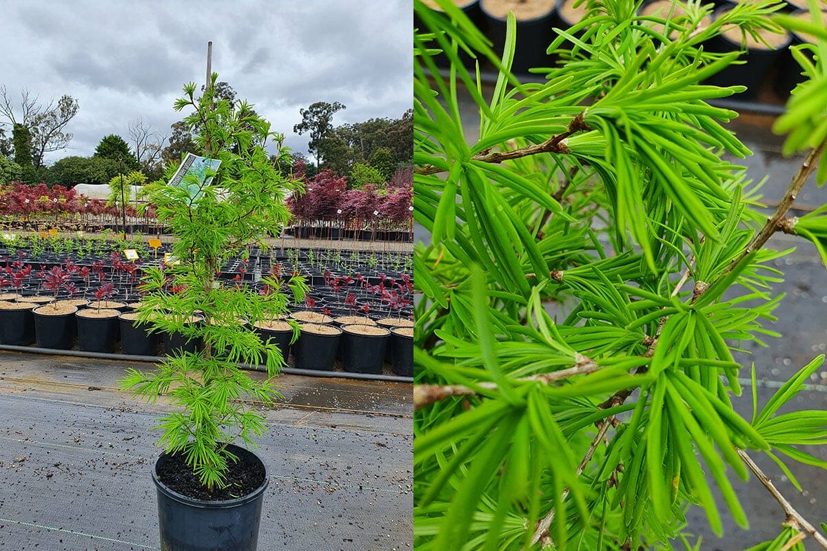 On a cloudy day at the nursery, a young Pseudolarix 'Golden Larch' in an 8" pot showcases its bright green needle-like leaves, captured close-up on the right.