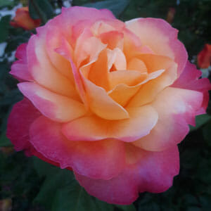 Rose 'Granada' 3ft Standard