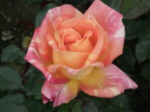 A close-up of the Rose 'Harry Wheatcroft' 2ft Standard reveals its striking pink, orange, and yellow petals set against a backdrop of lush green leaves, highlighting the beauty of this remarkable rose plant.
