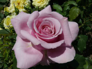 A close-up of a light pink Rose 'Heaven Scent' PBR in full bloom, surrounded by yellow roses and lush green leaves in the background.