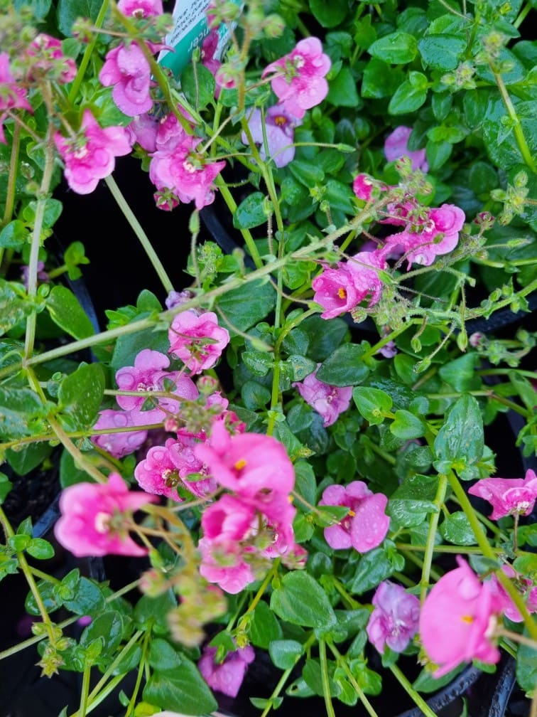 Diascia 'Little Dancer' 6" Pot