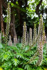 Tall spikes of white and purple Acanthus 'Oyster Plant' flowers tower above glossy green leaves in a lush garden, framed by trees in the background.