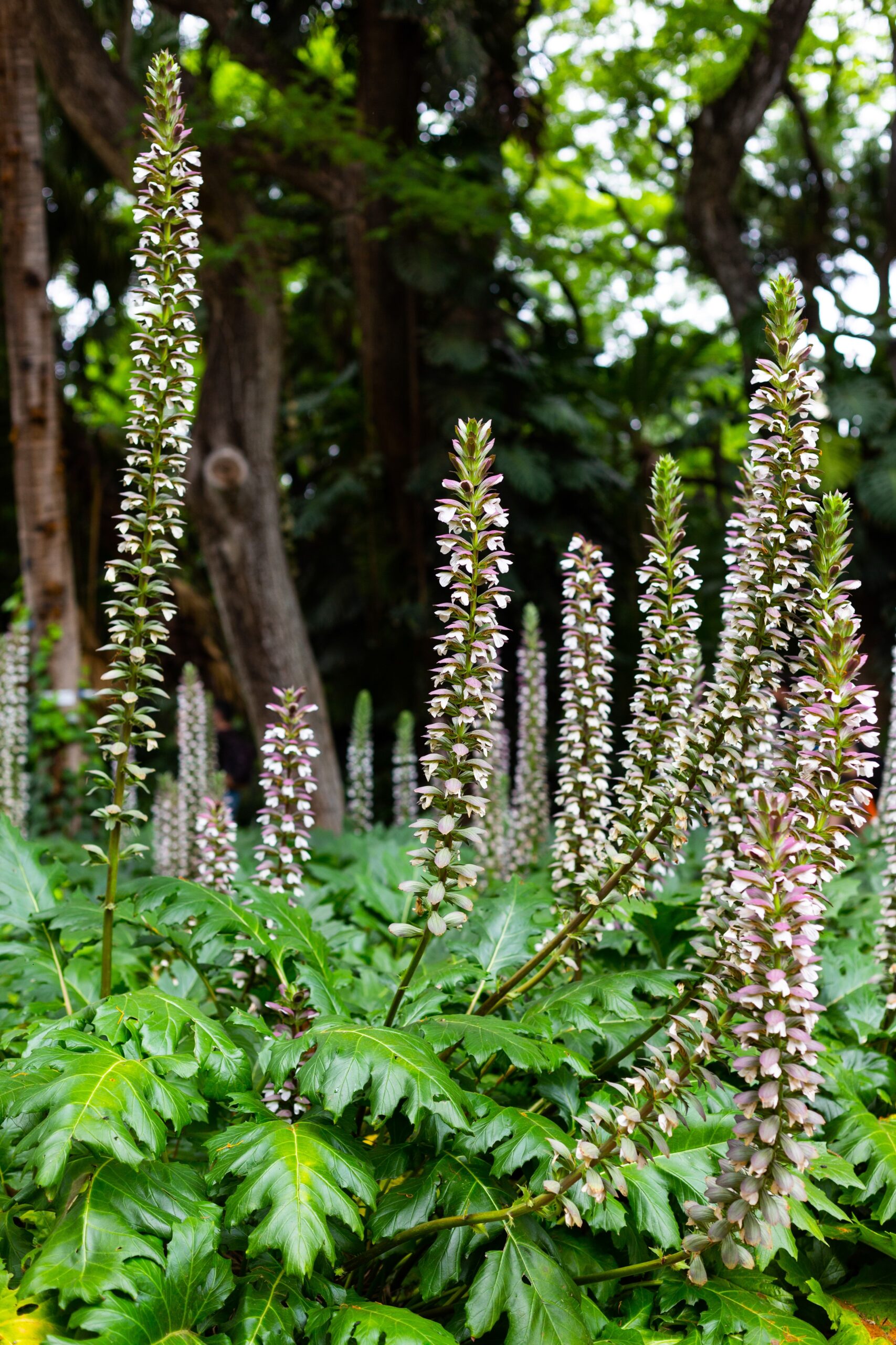Tall spikes of white and purple Acanthus 'Oyster Plant' flowers tower above glossy green leaves in a lush garden, framed by trees in the background.