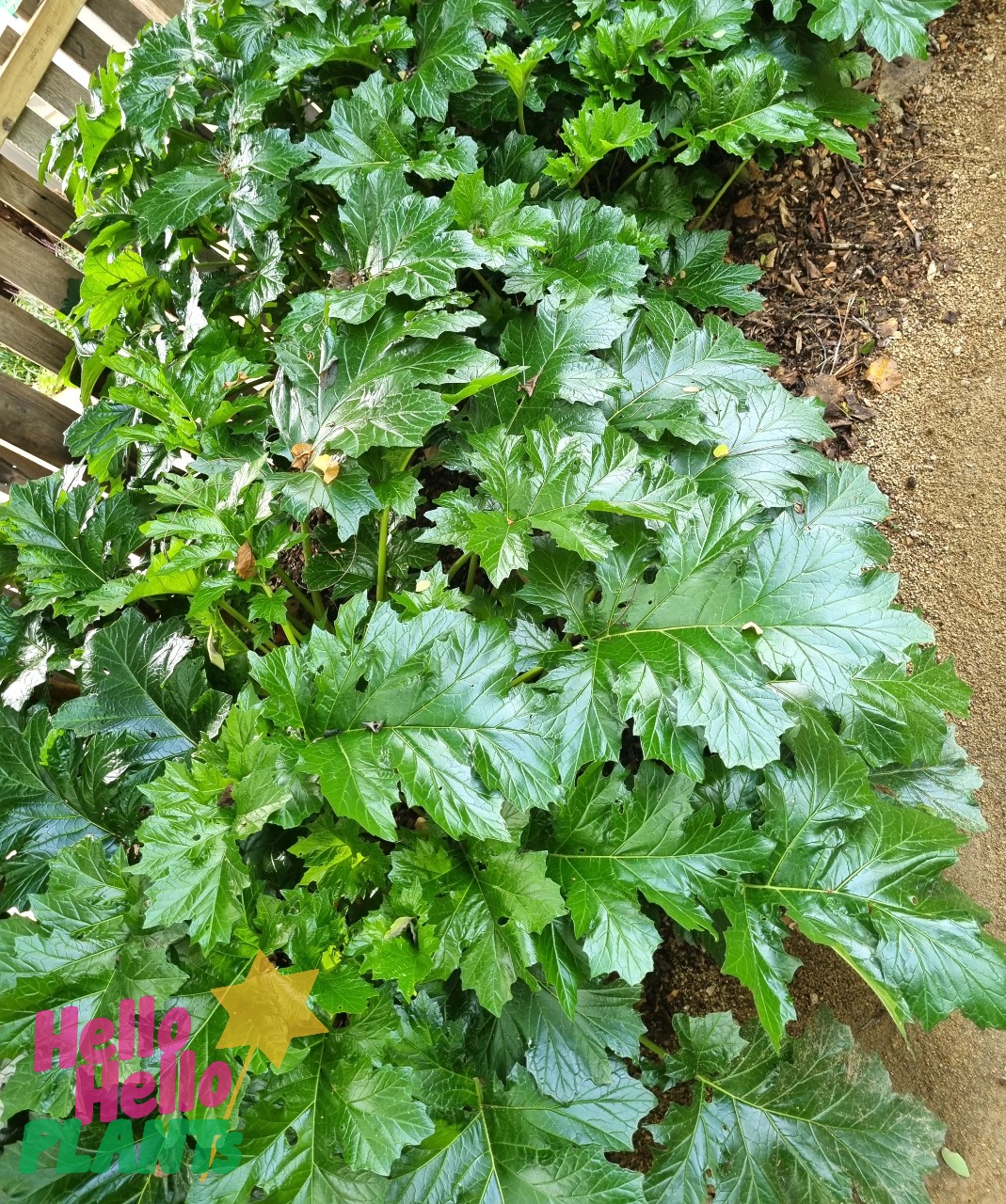 Acanthus 'Oyster Plant' 6" Pot
