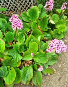 Bergenia 'Heartleaf Bergenia' 6" Pot features clusters of pink blooms and large, round green leaves—ideal for a garden bed or showcasing in a pot beside your fence.