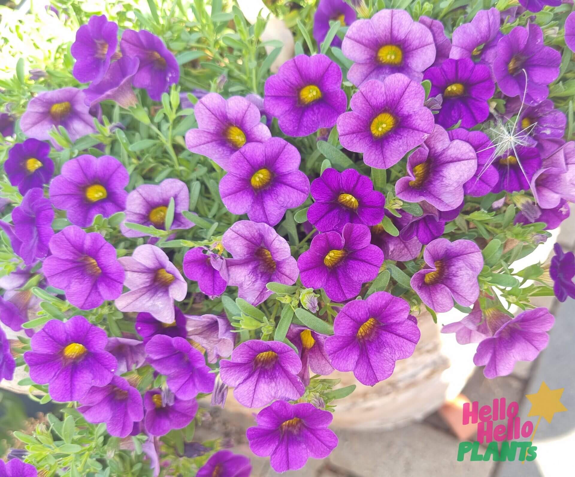 Calibrachoa 'Purple' 6" Pot
