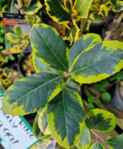 Close-up of Ilex 'Golden King' Holly, showing green leaves with yellow edges, surrounded by similar potted holly plants and a partially visible price sign.