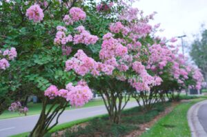A row of Lagerstroemia 'Biloxi' Crepe Myrtle trees in 20" pots, displaying pink flower clusters, lines a landscaped roadside on a cloudy day.