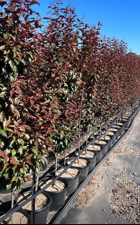 Prunus 'Oakville Crimson Spire' Ornamental Plum 13" Pot