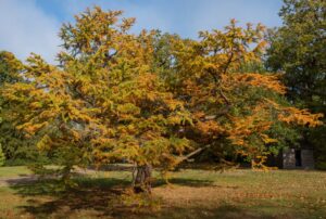 A Pseudolarix 'Golden Larch' 8" Pot, displaying yellow and orange foliage, stands in a grassy area with a small wooden shed in the background.