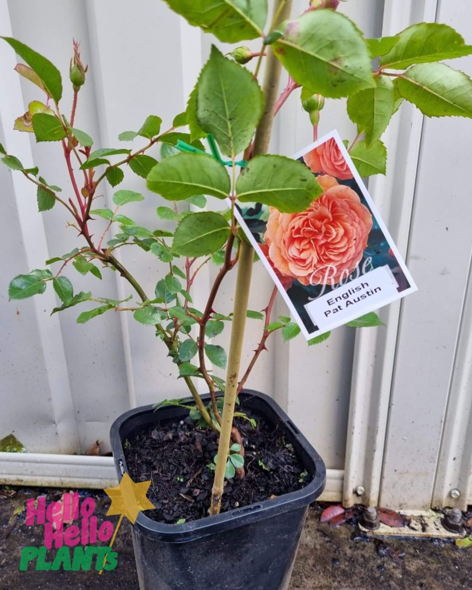 Rose ‘Pat Austin®’ Bush Form