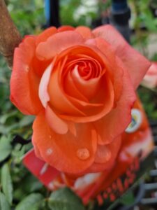 A close-up of Rose 'Joy Of Life' in bloom, showcasing vibrant petals with water droplets and lush green leaves in the background.