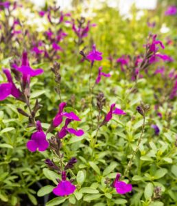 Close-up of Salvia Mirage™ 'Deep Purple' in a lush garden, its vibrant blooms and green leaves showcased in a 6" pot, with additional flowers and foliage softly blurred in the background.
