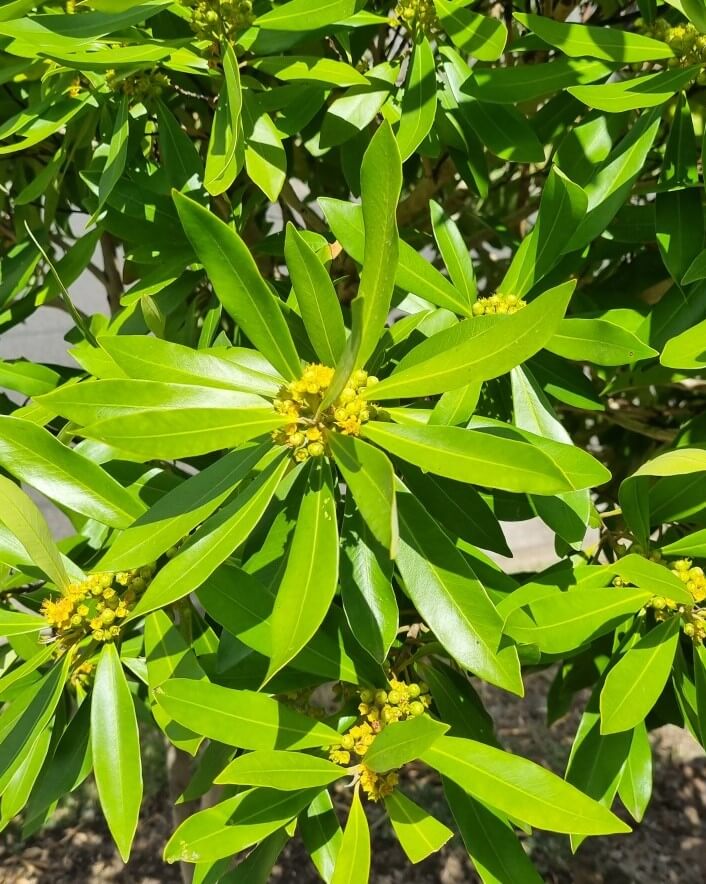 Bright green leaves and clusters of small yellow flowers decorate the Tristaniopsis 'Water Gum', a bushy plant photographed in sunlight.
