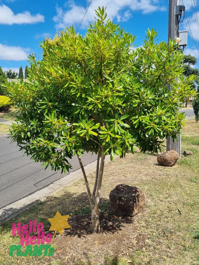 Tristaniopsis 'Water Gum' 8" Pot