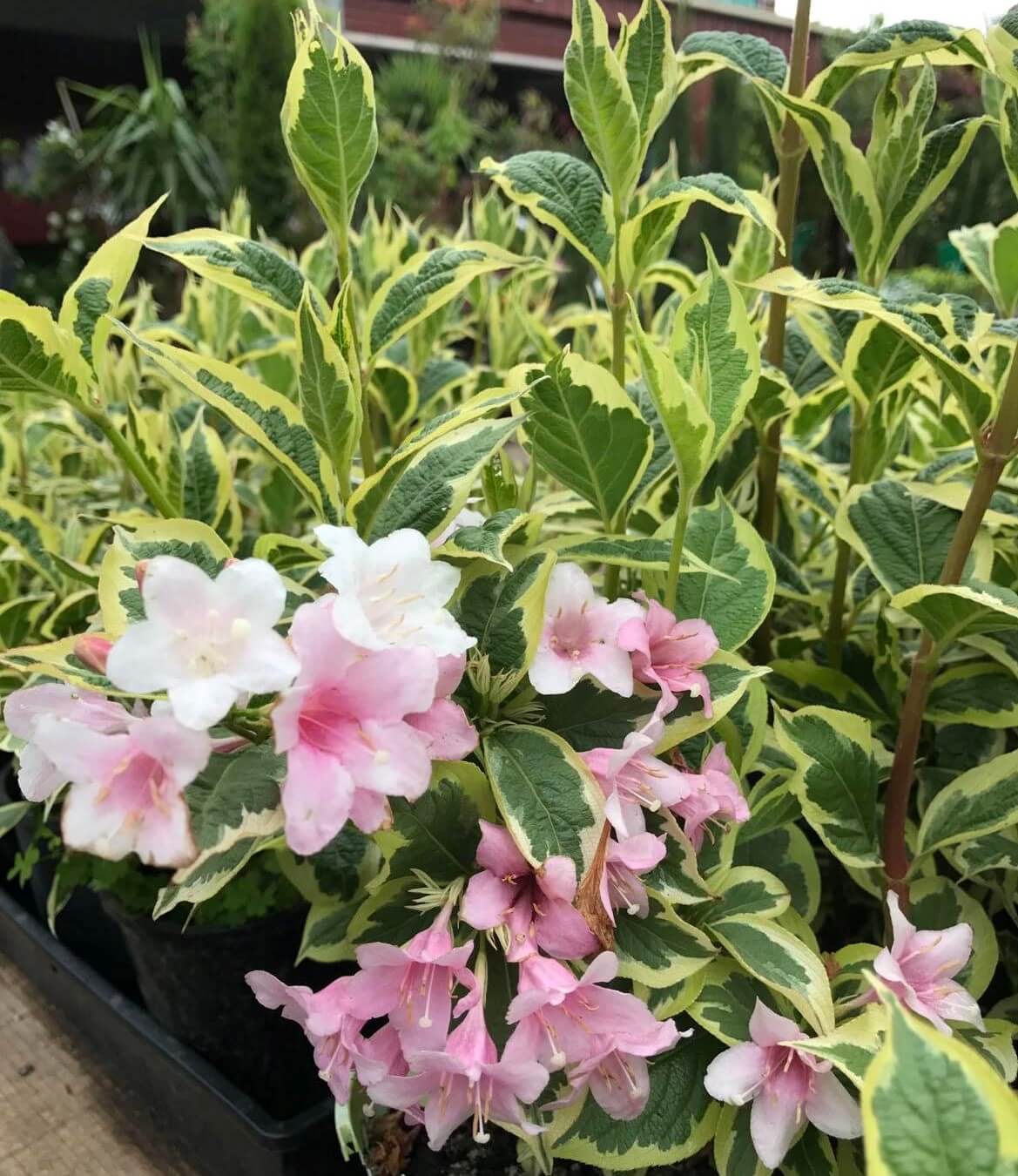 Weigela 'Variegated' 6" Pot