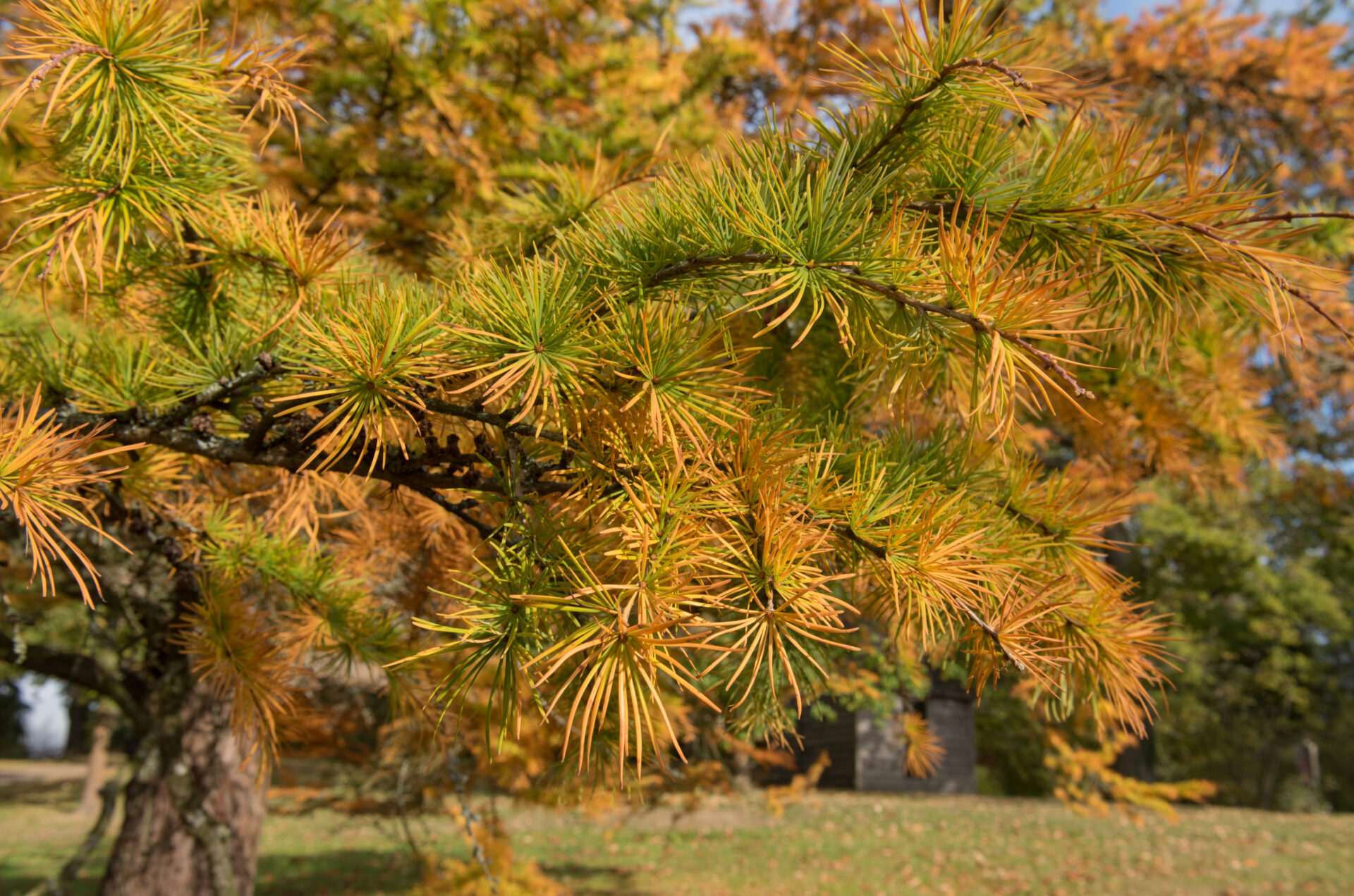 Pseudolarix 'Golden Larch' 8" Pot