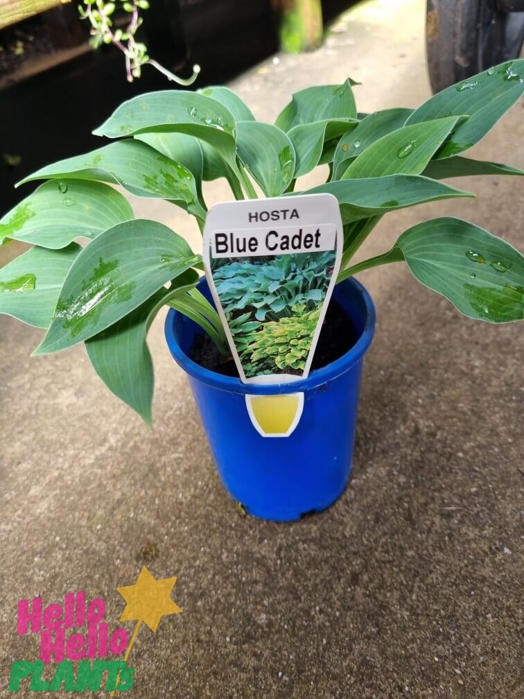 Hosta 'Blue Cadet' 4" Pot