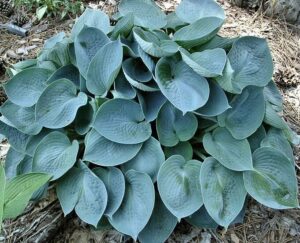 Product: A cluster of broad hosta leaves with a blue-green hue and textured surfaces, reminiscent of Blue Wedgwood, set against brown mulch in a 4" pot.