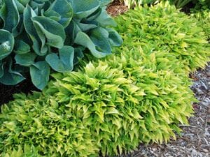 A garden bed featuring vibrant greenery, including Hosta 'Lemon Lime' in a 4" pot, bordered by rich mulch.