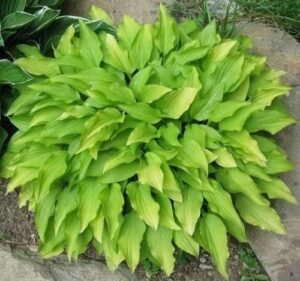 Close-up of a flourishing Hosta 'Lemon Lime' from a 4" pot, showcasing its vibrant green leaves in a garden setting.