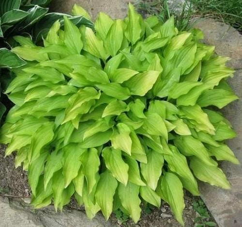 Close-up of a flourishing Hosta 'Lemon Lime' from a 4" pot, showcasing its vibrant green leaves in a garden setting.