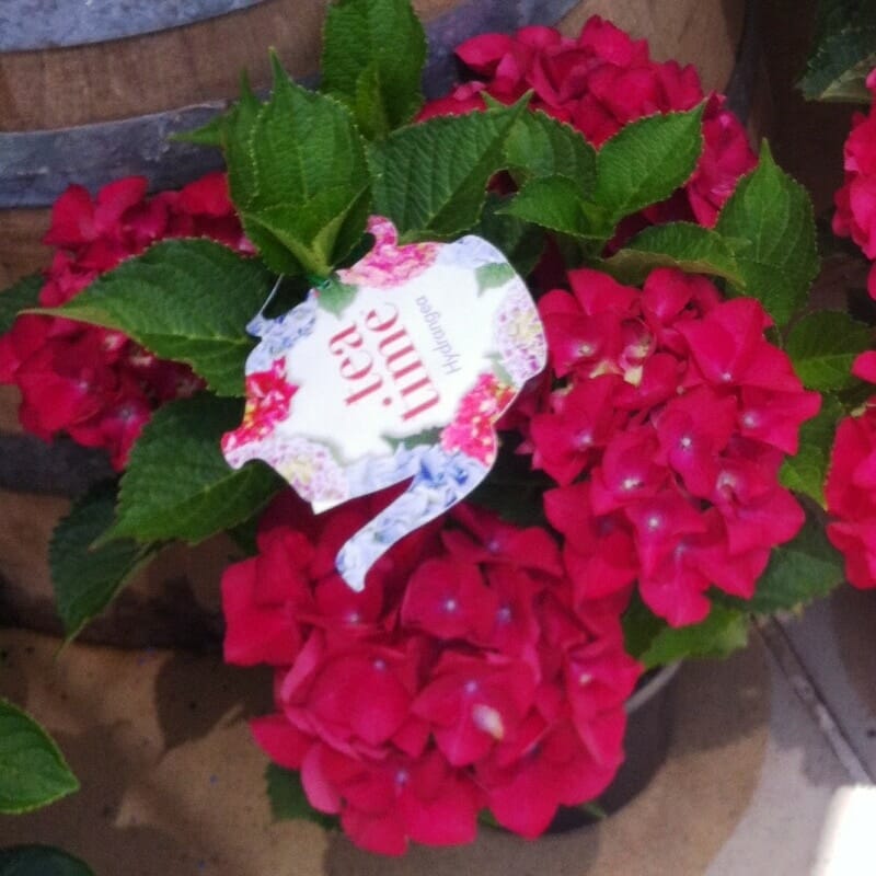 The Hydrangea 'Tea Time™ Red' in a 2L pot features vibrant pink blooms with lush green leaves, accented by a charming teapot-shaped tag.