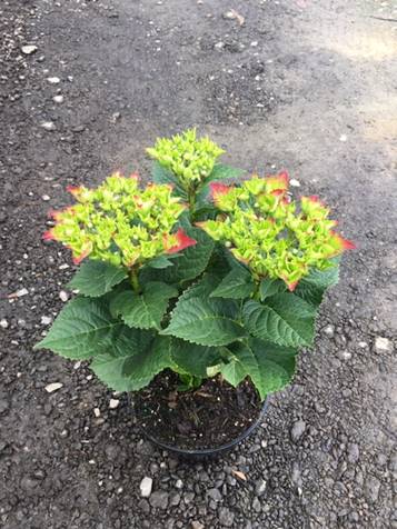 A Hydrangea 'Tea Time™ Red' 2L Pot displays clusters of green buds blended with red-tinged blossoms, elegantly arranged on a gravel surface.