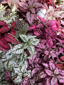 A close-up of Hypoestes 'Splash Mix' polka dot plants features white, pink, and green spotted leaves. A partially visible label is among the plants.