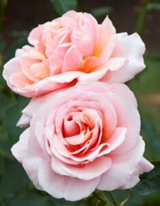 In the foreground, two blooming pink roses with soft petals stand elegantly, while the lush form of a Rose 'Iced Ginger' Bush and its vivid green leaves enhance the background.