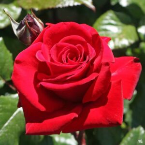 An Ingrid Bergman red rose bush features a vibrant bloom alongside a closed bud, set against lush green leaves, highlighting the classic elegance of its form.