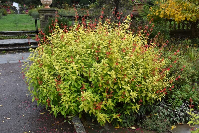 The Salvia 'Golden Pineapple' Sage in a 4" pot, with its vibrant green foliage and clusters of tiny red flowers, adorns a garden enhanced by stone steps, adding a touch of charm to the scenic greenery backdrop.