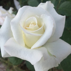 Close-up of a blooming Rose 'John F Kennedy' Bush Form, set against a soft focus background of lush green leaves.