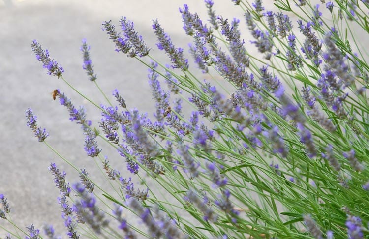 Lavandula 'Grosso' Lavender plants, housed in a 6" pot, flaunt their purple blooms as they sway gently against a blurred backdrop. These beautiful flowers fill the air with serenity and fragrance.
