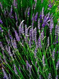 A grouping of Lavandula 'Grosso' Lavender plants in a 6" pot, distinguished by their tall green stems and vibrant purple flowers.